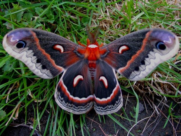 A moth with detailed wing patterns, HD Desktop Wallpaper