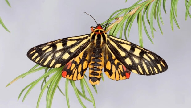 A vivid moth wallpapers display, 2K Desktop Wallpaper