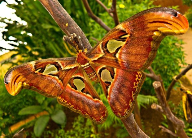 A colorful moth rests on a tree branch surrounded by green foliage in nature, HD Desktop Wallpaper