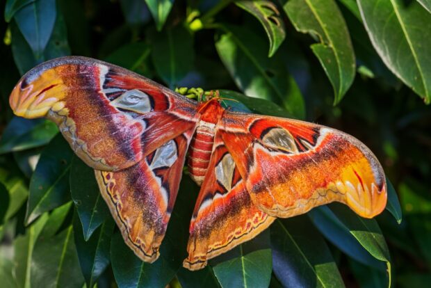 A close up of moth wallpapers, HD Desktop Wallpaper