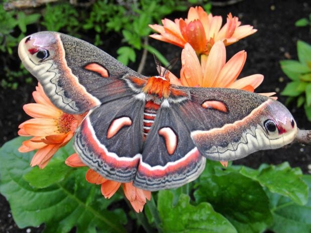 A colorful moth with detailed patterns resting on bright orange flowers in the garden, 2K Desktop Wallpaper