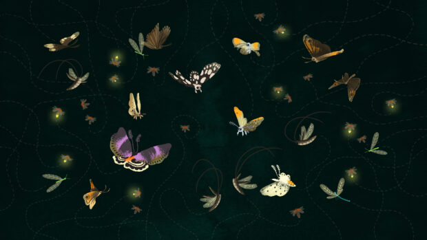 Several colorful moths fly around glowing insects in the dark night, 2K Desktop Wallpaper