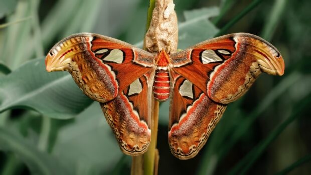 A vivid moth is perched on a branch with natural green leaves in the background, 4K Desktop Wallpaper