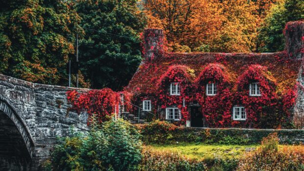 A stone cottage covered in vibrant red ivy surrounded by lush trees in Wales, 4K Desktop Wallpaper