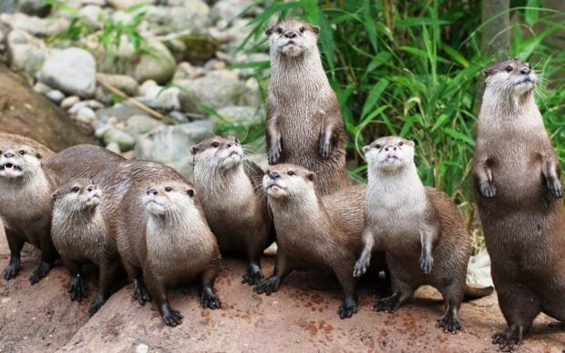 A group of otters standing and sitting closely on rocks near green plants, HD Desktop Wallpaper