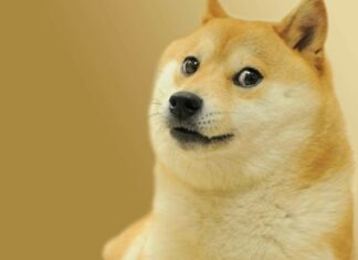A curious Shiba Inu is looking sideways with a calm expression, HD Desktop Wallpaper