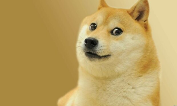 A curious Shiba Inu is looking sideways with a calm expression, HD Desktop Wallpaper