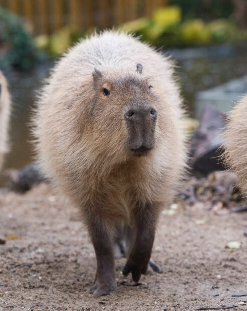 A capybara walks on sandy ground near water showing its furry body, HD Phone Wallpaper