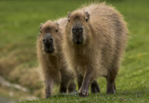 Two capybaras are walking closely together on green grass in this natural setting, HD Desktop Wallpaper