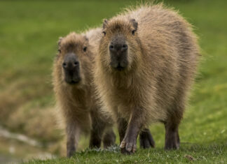 Two capybaras are walking closely together on green grass in this natural setting, HD Desktop Wallpaper