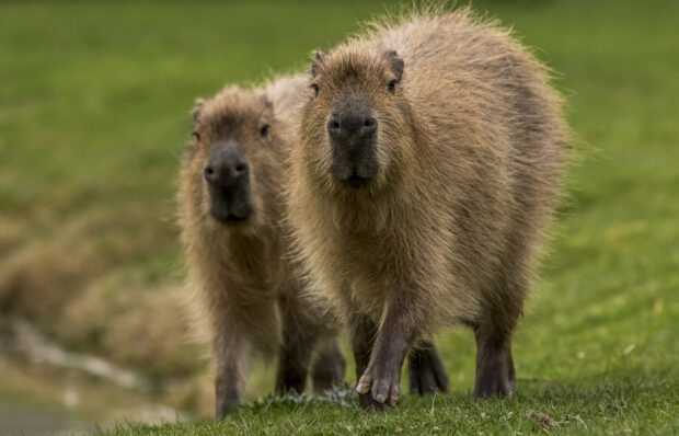 Two capybaras are walking closely together on green grass in this natural setting, HD Desktop Wallpaper