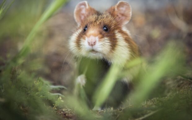 A curious hamster is exploring through the grass in a natural environment, HD Desktop Wallpaper