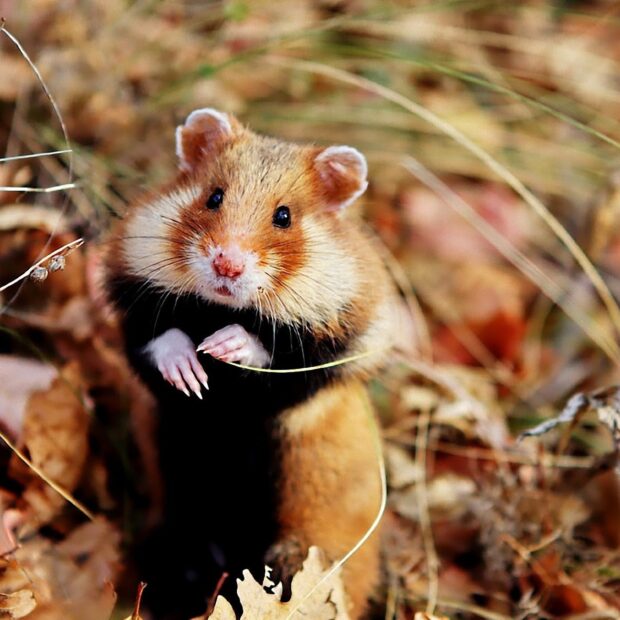 A curious hamster stands among dry leaves in its natural environment, HD Desktop Wallpaper