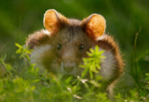 Little hamster peeking through green plants in natural outdoor setting.