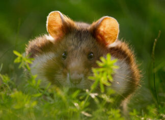 Little hamster peeking through green plants in natural outdoor setting.