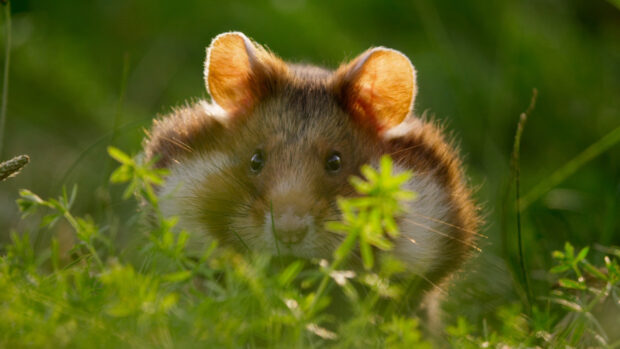 A curious hamster peeks through the green grass on a sunny day, HD Desktop Wallpaper