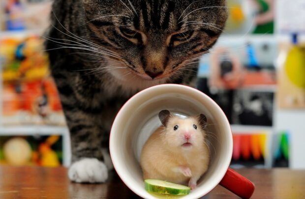 A curious hamster is sitting inside a mug with a slice of cucumber, HD Desktop Wallpaper