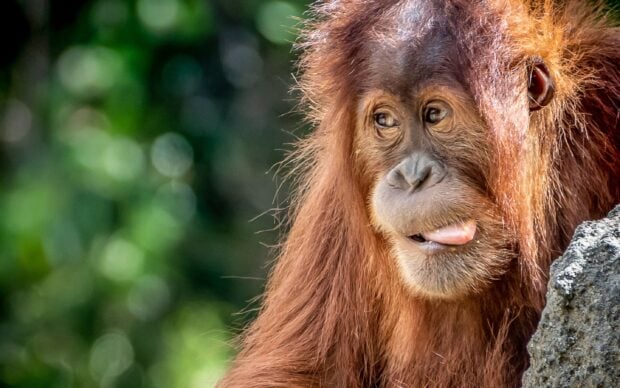 A curious orangutan is resting with tongue slightly out near a rock, 2K Desktop Wallpaper