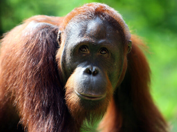 A close up of a curious orangutan looking ahead with a green natural background and soft light, HD Desktop Wallpaper