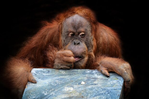 A curious orangutan is resting its hand on a textured surface while looking to the side, HD Desktop Wallpaper
