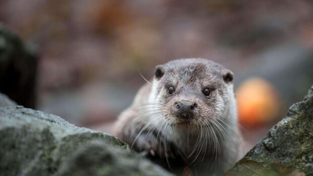 A close up of an otter showing its whiskers and curious eyes in a natural environment, HD Desktop Wallpaper