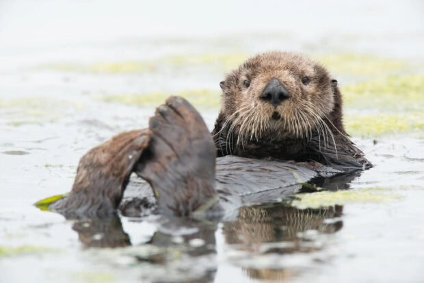 A curious otter is floating calmly in the water surrounded by plants, HD Desktop Wallpaper