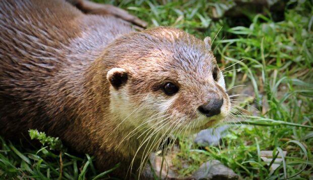 A curious otter is exploring the green grass near water, 2K Desktop Wallpaper