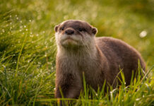 A curious otter explores the green grass on a sunny day, 4K Desktop Wallpaper