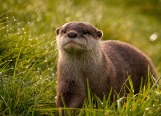 A curious otter explores the green grass on a sunny day, 4K Desktop Wallpaper