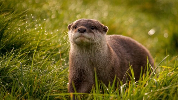A curious otter explores the green grass on a sunny day, 4K Desktop Wallpaper