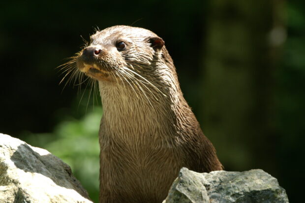 A curious otter is standing among rocks in its natural habitat, 2K Desktop Wallpaper