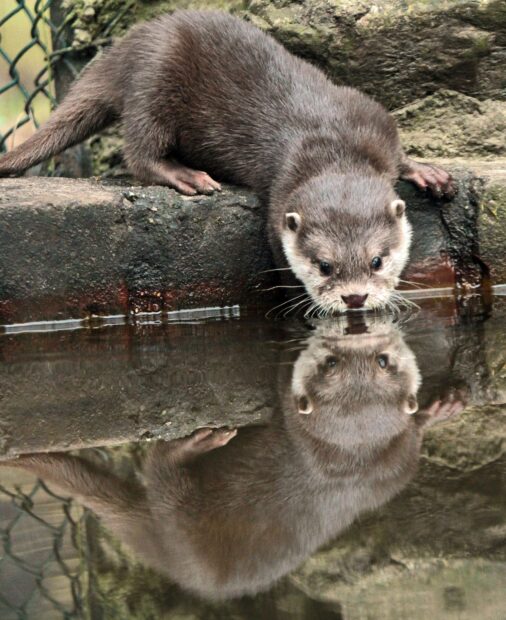A curious otter is leaning over the edge and looking at its reflection in the water, HD Mobile Wallpaper