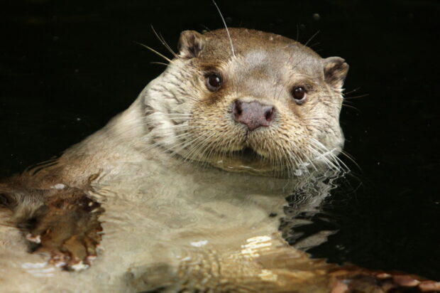 A curious otter is seen swimming in dark water with clear facial features, HD Desktop Wallpaper