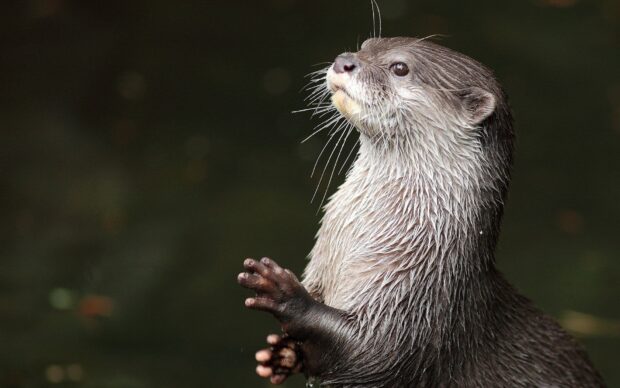A curious otter is standing near water with wet fur visible clearly, HD Desktop Wallpaper