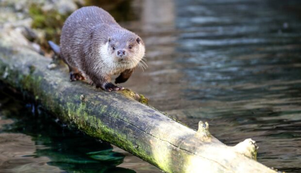 A curious otter stands on a mossy log above the water surface, HD Desktop Wallpaper