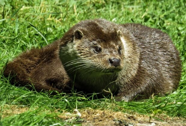 A curious otter resting on green grass surrounded by nature in a peaceful setting, HD Desktop Wallpaper