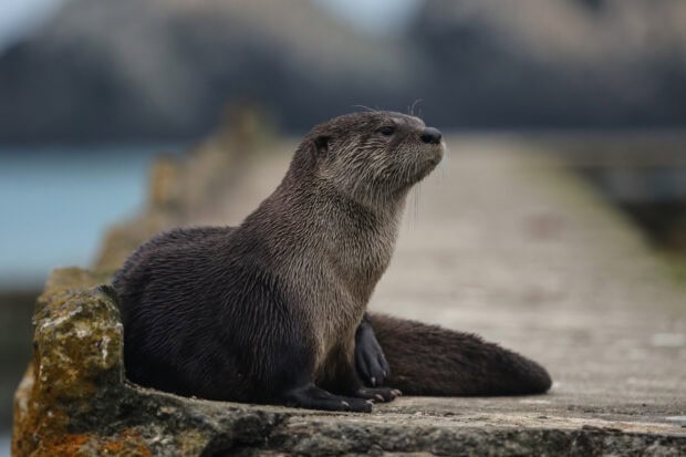 A curious otter is sitting on a stone surface near water, showcasing the Otter Wallpapers, HD Desktop Wallpaper