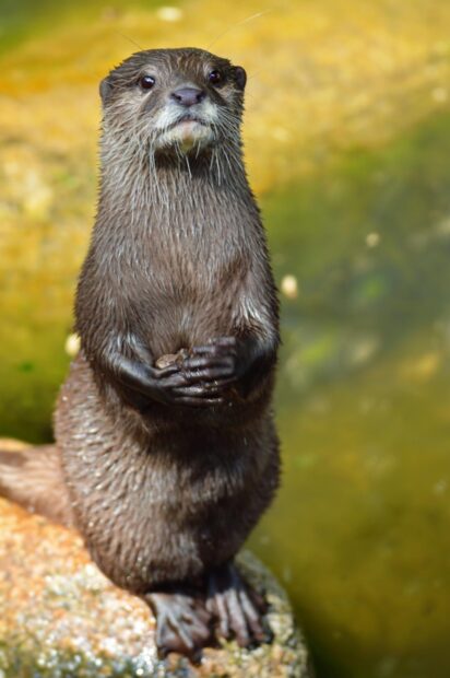 A curious otter stands on a rock holding a small stone near the water, HD Mobile Wallpaper
