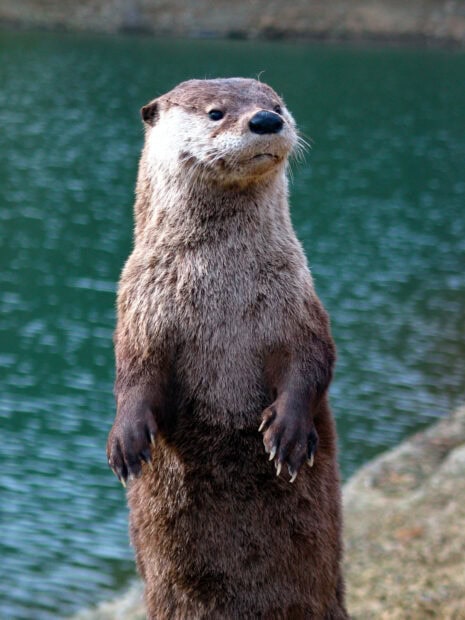 A curious otter stands alert by the lakeside in its natural habitat, HD Desktop Wallpaper
