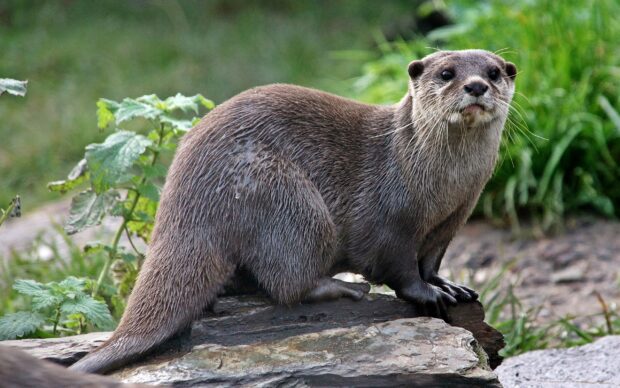A curious otter standing on rocks in a green natural habitat for otter wallpapers, 2K Desktop Wallpaper