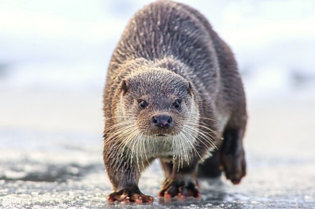 A curious otter walking on icy surface in the wild, HD Desktop Wallpaper