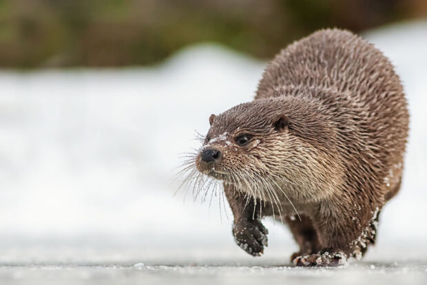 A brown otter walking carefully on a snowy surface covered with ice, HD Desktop Wallpaper
