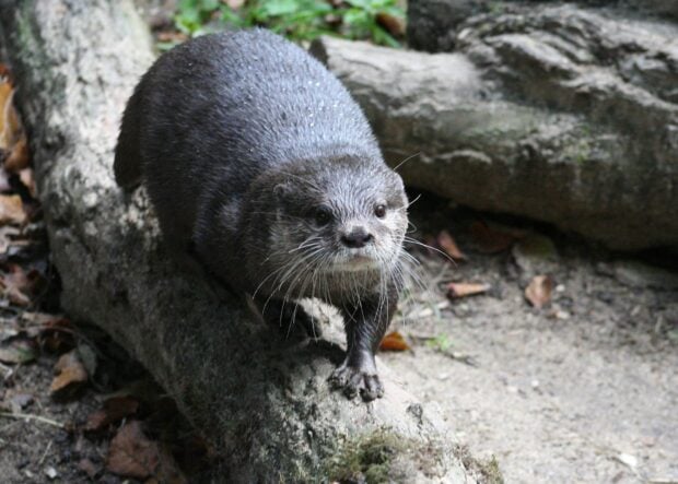A curious otter is walking along a log in a natural outdoor setting, HD Desktop Wallpaper
