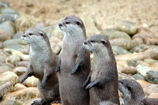 A group of otters standing on rocky ground showing alert behavior in nature, 2K Desktop Wallpaper