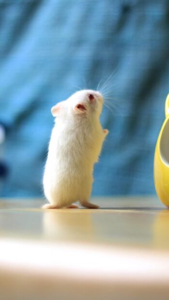 A white hamster is standing on a smooth surface looking upwards near a yellow object, HD Mobile Wallpaper