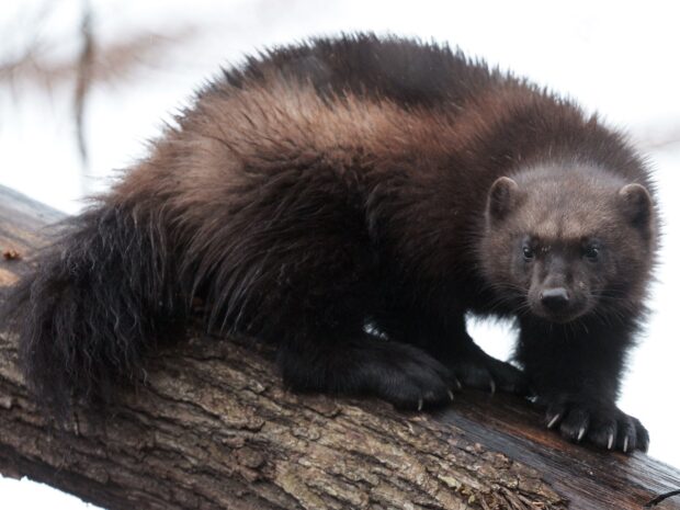 A wolverine animal with dark fur is perched on a tree branch, HD Desktop Wallpaper