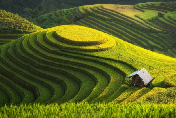 The green hills feature terraced fields and a small wooden hut, HD Desktop Wallpaper