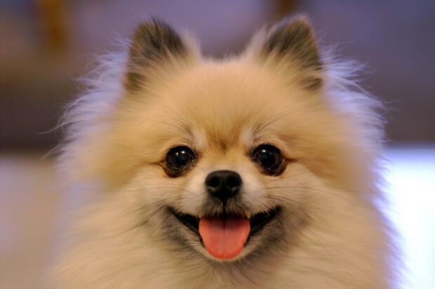A happy Pomeranian dog with fluffy light fur and bright eyes smiling, 2K Desktop Wallpaper