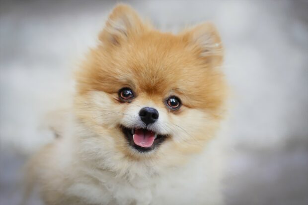A cute Pomeranian is looking happily with bright eyes, 2K Desktop Wallpaper