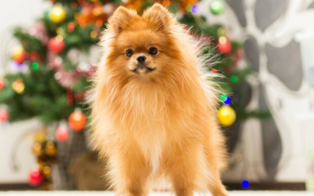 A fluffy Pomeranian stands in front of a decorated Christmas tree, HD Desktop Wallpaper